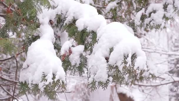 Cuento de hadas de invierno . — Vídeos de Stock