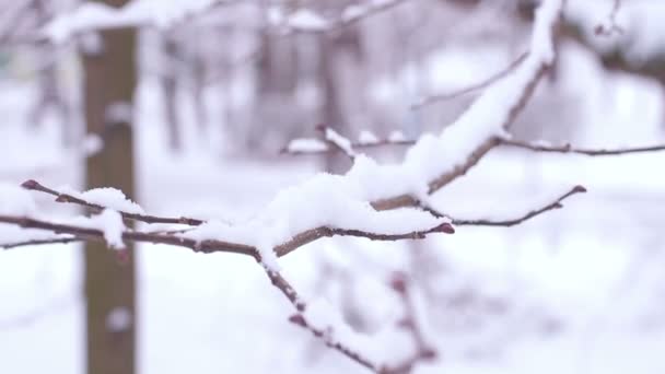 Gałęzie w śniegu. — Wideo stockowe
