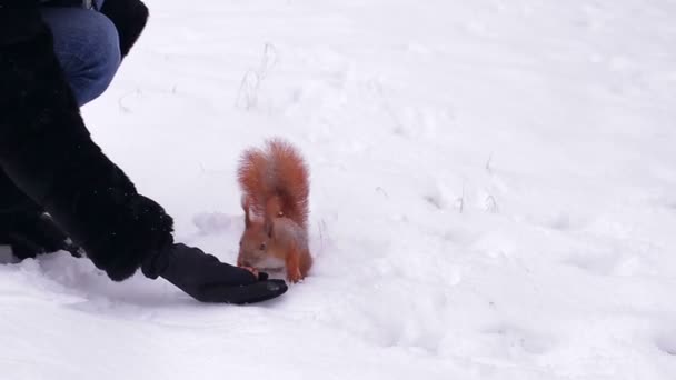 Scoiattolo a mano in una foresta innevata . — Video Stock