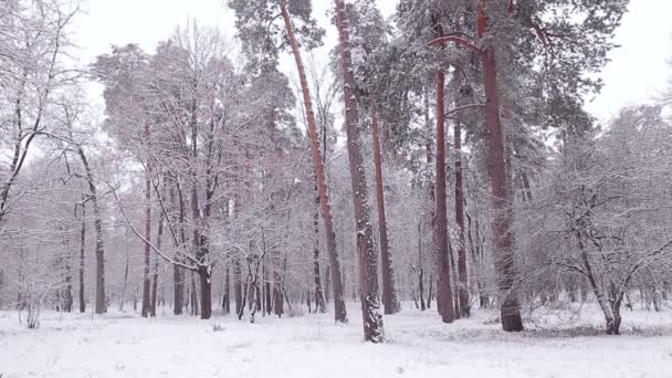 Kış çam ormanı. — Stok video