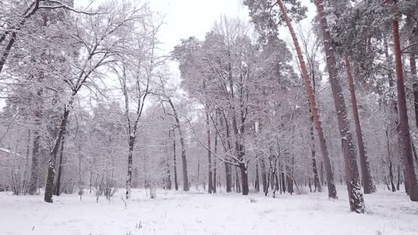 Märchenhaftes Winterholz. — Stockvideo