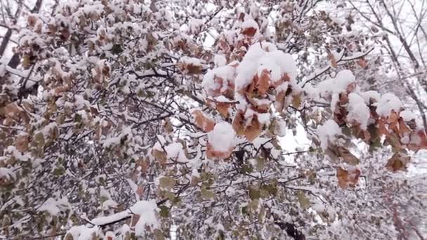 Листья в снегу. — стоковое видео