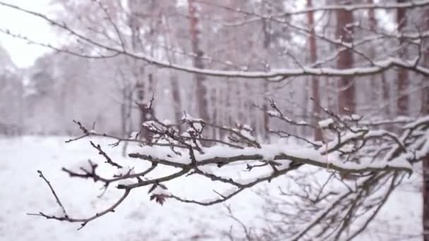 Schnee liegt auf den Ästen. — Stockvideo