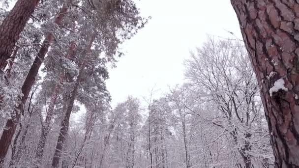 pinède dans la neige.