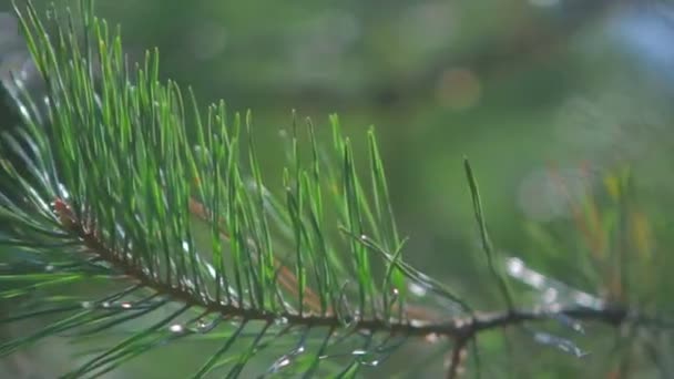 Pine branch close up. — Stock Video