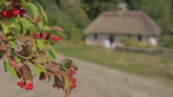 Ягоди на тлі старого будинку . — стокове відео