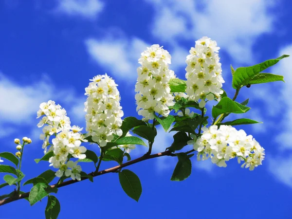 Flores blancas en el cielo —  Fotos de Stock