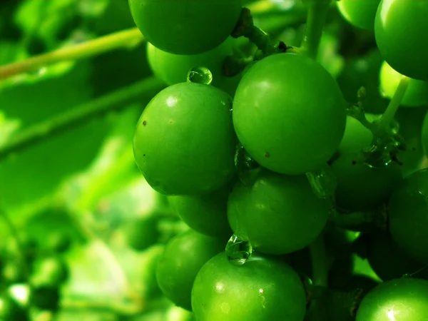 Green berries — Stock Photo, Image