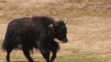 Tibet Tibet sığırı buzağı çalışır.