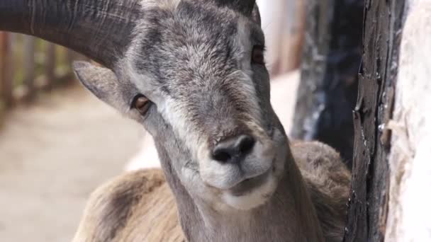 Жевательная коза в тибетской деревне . — стоковое видео