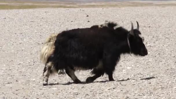Großer erwachsener Yak in Tibet. — Stockvideo