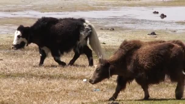 Große erwachsene Yaks in Tibet. — Stockvideo