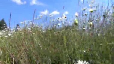 Papatya alan, Uganda