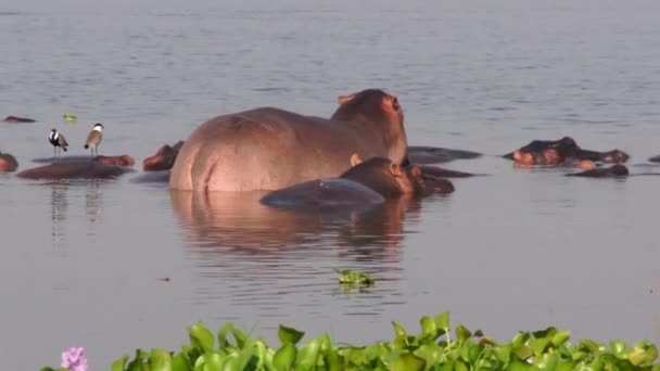 Vista posterior de los hipopótamos en el agua, Uganda — Vídeos de Stock