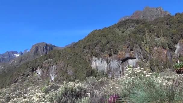 Weergave van de bossen op de heuvels de Rwenzori bergen — Stockvideo