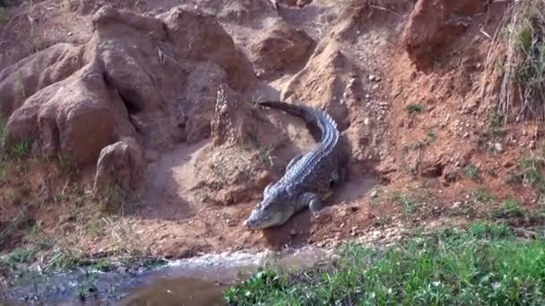 Crocodilo rastejando para a água, Uganda — Vídeo de Stock