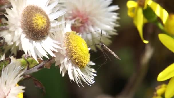 Riesiger Moskito auf einer Blume, uganda — Stockvideo