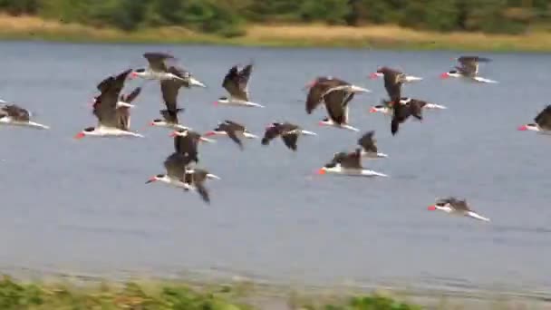 Troupeau d'oiseaux noirs avec bec rouge atterri dans une clairière — Video
