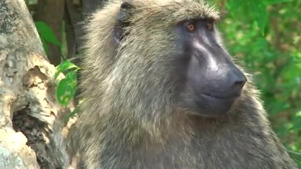 Yellow baboon looks around, Uganda — Stock Video