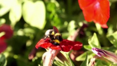 Çiçek arıdan Bumble tırmanıyor