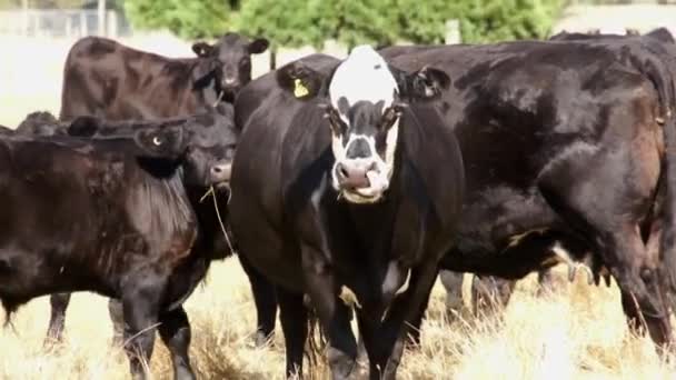 Rebaño de vacas en una granja en Nueva Zelanda — Vídeos de Stock