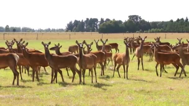 Asustada manada de ciervos, argodoma, Nueva Zelanda — Vídeos de Stock