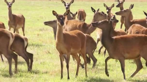 Asustada manada de ciervos, argodoma, Nueva Zelanda — Vídeos de Stock