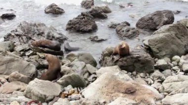 İki contalar kayalara tırmanmaya