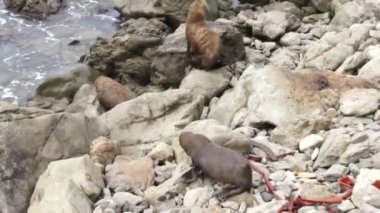 Üç mühürler kayalara tırmanmaya