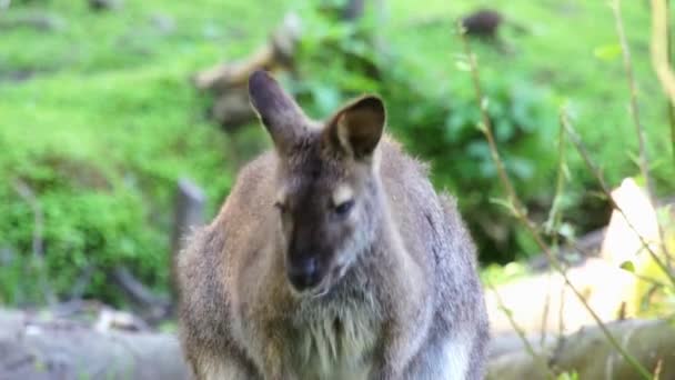 Kleines Känguru frisst — Stockvideo