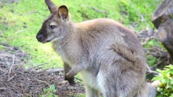 Small kangaroo eats — Stock Video