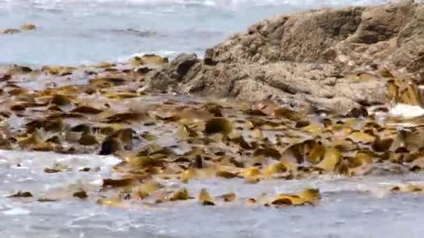 Algas en las olas costeras — Vídeo de stock