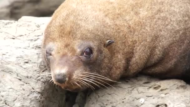 Seal shakes his head — Stock Video