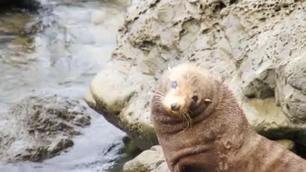 Seal secoue la tête — Video