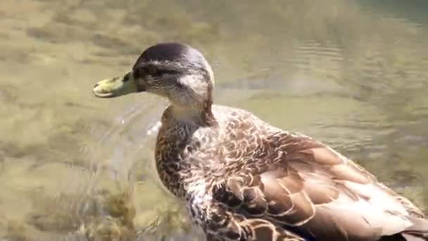 Kachna, plavání a pitné vody — Stock video