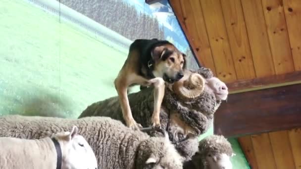 Dog barking at the sheep — Stock Video