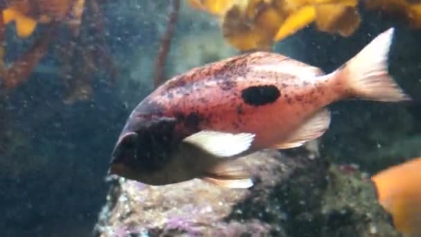 Pink fish in aquarium — Stock Video