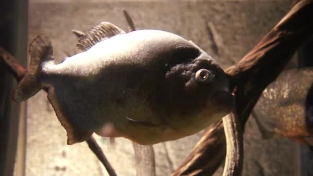 Peixe enorme em um aquário — Vídeo de Stock