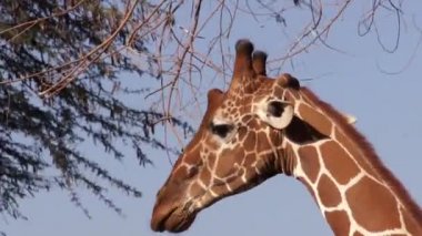 Zürafa ağaç yapraklarından yemek. Kenya Safari'de.
