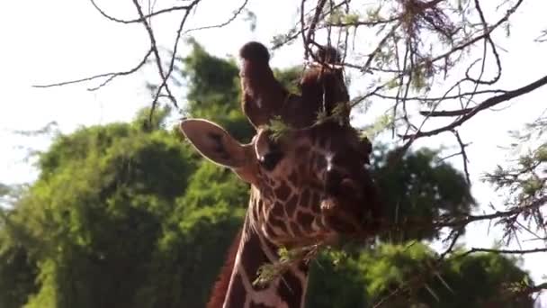 Žirafa jíst listí ze stromu. Safari v Keni. — Stock video