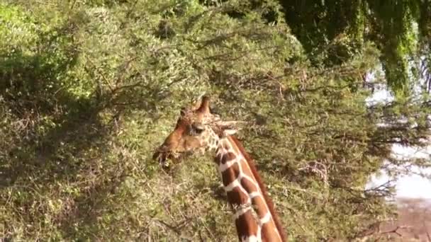 La jirafa come hojas del árbol. Safari en Kenia . — Vídeos de Stock