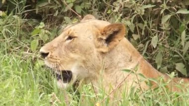 Çim, Kenya yalan dişi aslan
