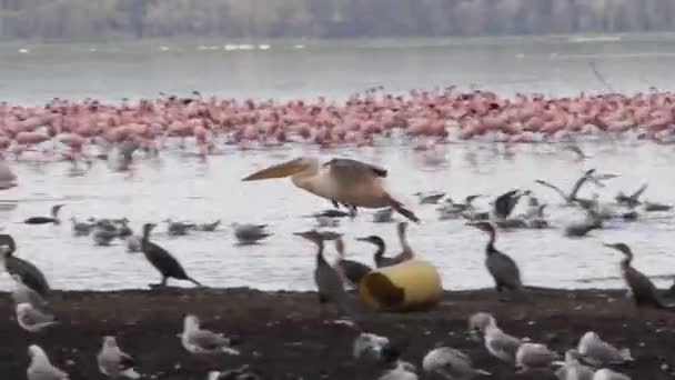 Manada de flamencos en el lago Nakuru, Kenia — Vídeos de Stock