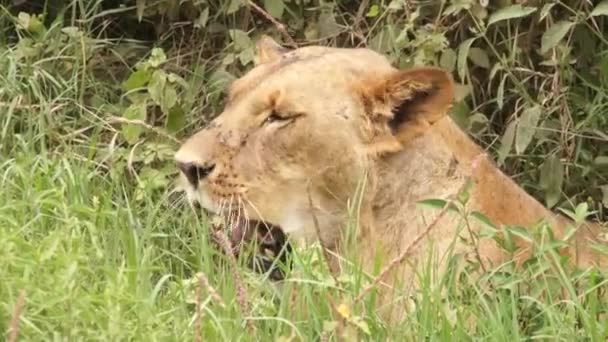 Leona tendida en la hierba, Kenia — Vídeos de Stock