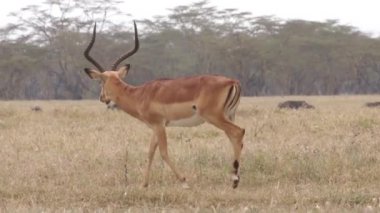 Antilop Impala, Kenya otlatma