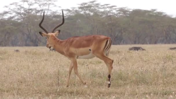 Grazende antelope impala, Kenia — Stockvideo