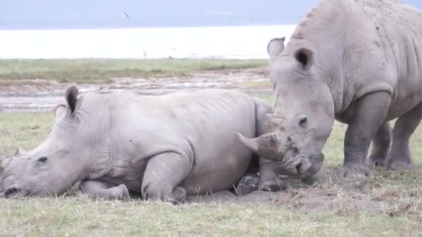 Jogos de namoro de rinocerontes, Quênia — Vídeo de Stock