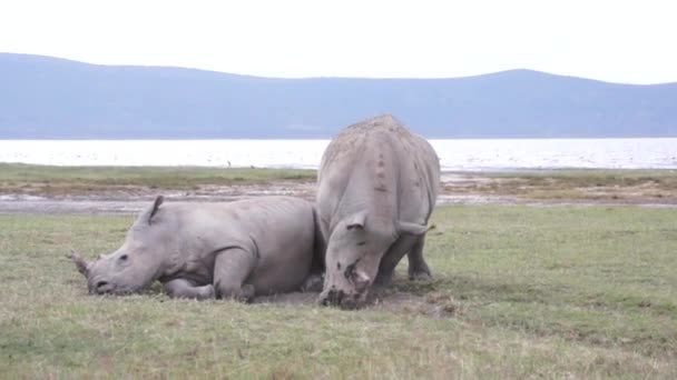 Balzspiele von Nashörnern, Kenia — Stockvideo