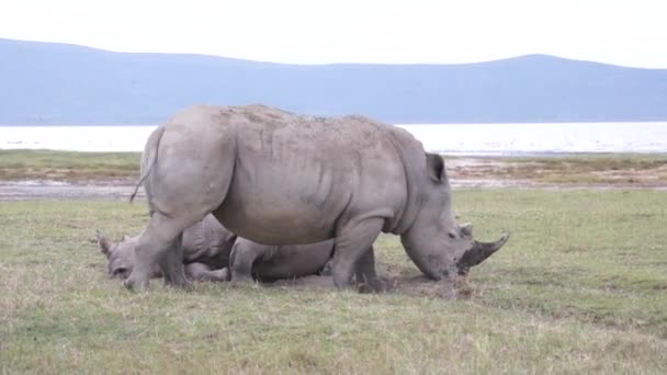 Zwei Nashörner ruhen auf dem Gras, Kenia — Stockvideo