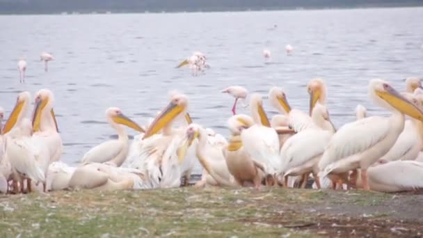 Стадо пеліканів на узбережжі, Кенія — стокове відео